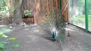 Павлин распушил хвост