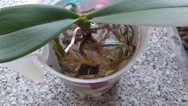 Пересадка и полив орхидеи Sogo Yukidian (бабочка) 2023г. смотреть онлайн