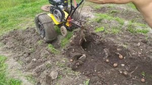 картофелекопалка из стрелки культиватора на мотокультиватор champion. Копаем картошку.