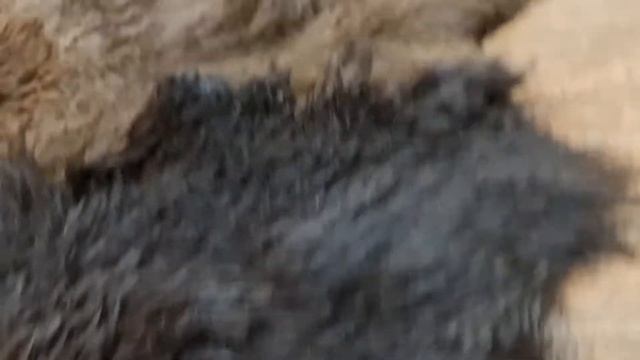 КОВЕР ИЗ ОВЕЧЬИХ ШКУР НА ДАЧУ (КОД: 5050) смотреть онлайн