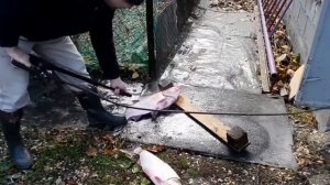 Чистим рыбу с помощью мойки высокого давления