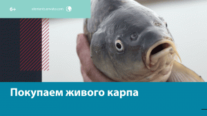 Всё о покупке карпа к обеденному столу — Москва FM