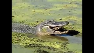 Опасные животные. Дикие животные. Аллигатор ест черепаху
