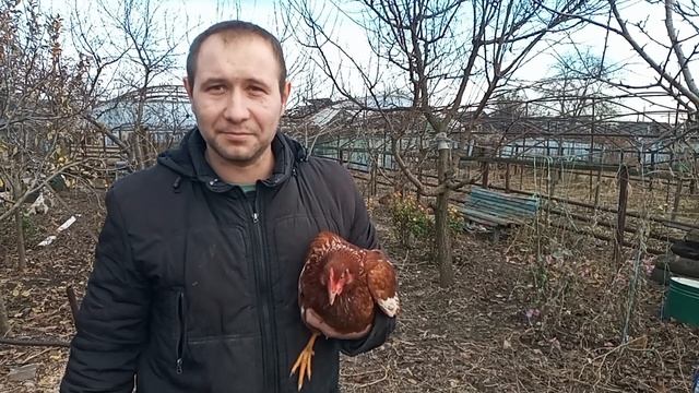 Плюсы кур породы Ломан Браун.