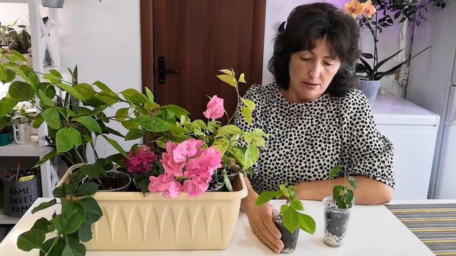 Бугенвиллия - красивый цветок.