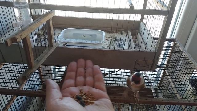 Чиж, щегол. Кормление смотреть онлайн