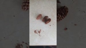 Бесплатные семена голубой ели....