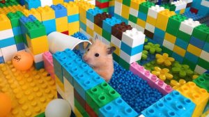 Hamster MAZE 🐹😱 Hamster Escape Lego Angry City 🐹 Hamster OBSTACLE COURSE