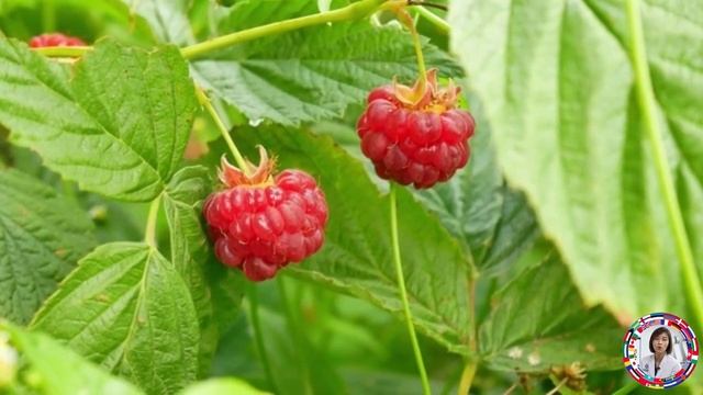 10 Секретов Малины Против Старости ? | Замедляем процесс старения смотреть онлайн