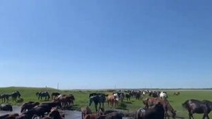 Казахстан лошади пастбище