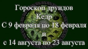 Гороскоп друидов. Кедр