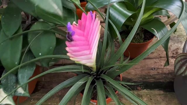 Tillandsia cyanea - grow and care (Houseplant) смотреть онлайн