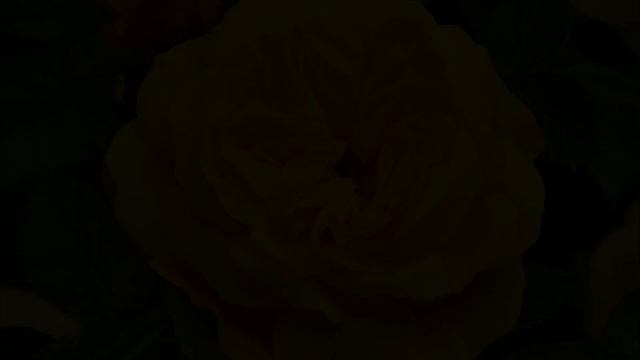 Душистые садовые цветы РОЗЫ смотреть онлайн