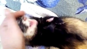 Зойберг-сплюшка.mp4