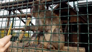 Жадная обезьяна и соломка