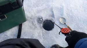 ДЕДКИ В ДЕЛЕ! ОКУНИ КРАСАВЦЫ НА МАРМЫШКУ, СУДАК ГОНЯЕТ НАС НА ЖЕРЛИЦЫ ПО ВОДОЁМУ, ИВАН НАЛОВИЛ СИГА