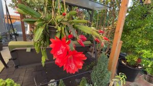 Disocactus x hybridus (orchid cactus)