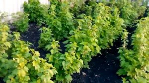 Как защитить смородину от болезней и вредителей