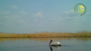 В биозаказник «Светлинский» в Оренбургской области прилетел кудрявый пеликан