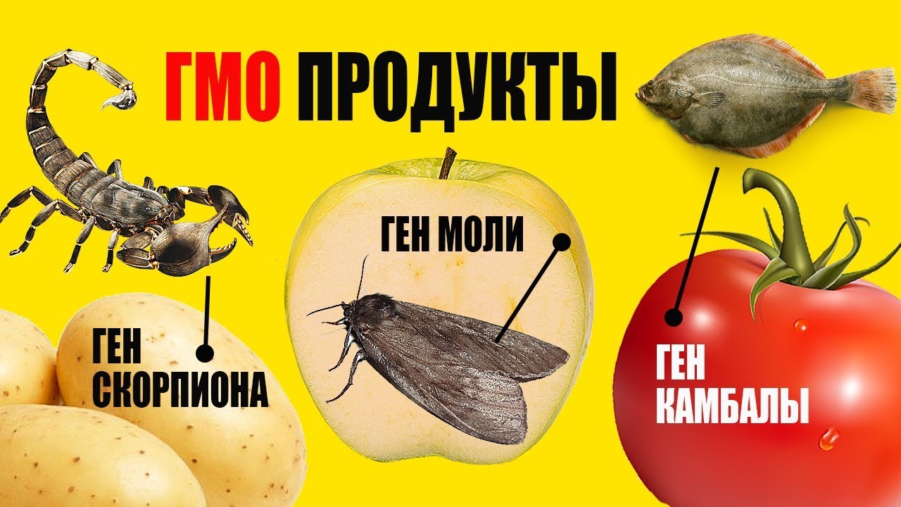 Что такое гмо. Продукты которые лучше не есть