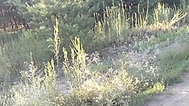 Нагонка русской гончей смотреть онлайн