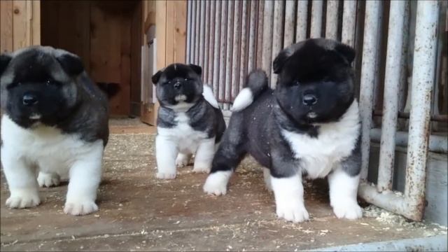 Щенки американской акиты из питомника "Прекрасное чудо" смотреть онлайн