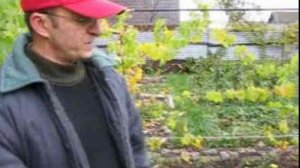 СИДЕРАТ без СИДЕРАЦИИ.