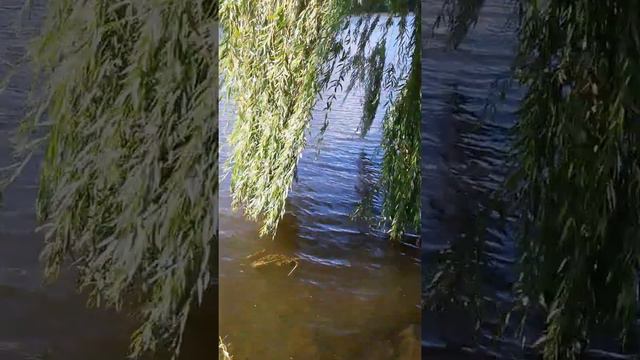 КАК ПРЕКРАСЕН ЭТОТ МИР !🌸🌞🌾 смотреть онлайн