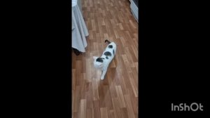 video-66c571b5dce7aa79bcdbfcadc0cc870a-V.mp4