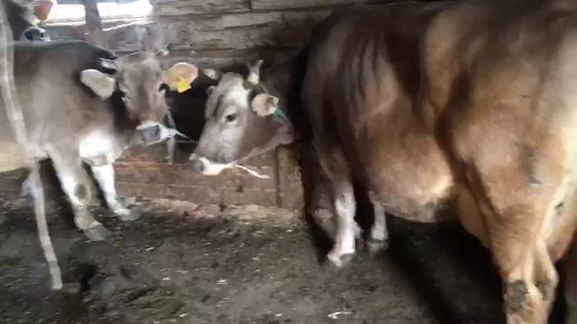 Домашние коровы( дойные, стельные) продаю, обращайтесь! Подробнее в объявлении на авито. смотреть онлайн