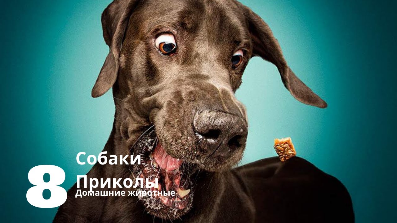 Приколы про собак / Собаки видео смешные/ Приколы смешные новые