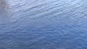 ОТ УРАЛОЧКИ ПАДАЮТ СОСЕДИ НА ДАЧЕ. ОБЗОР ВЛОГА ОЛЬГА УРАЛОЧКА LIVE.