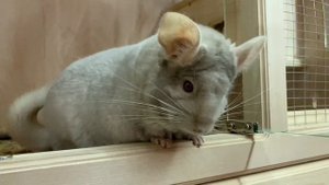 Как приручить шиншиллу. Часть 3. (Плюсы и минусы шиншилл дома)