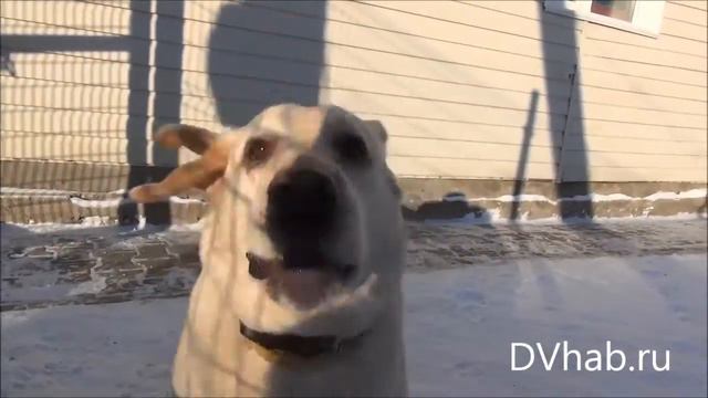 Собака-спасатель нашла корреспондента DVhab ru смотреть онлайн