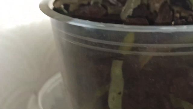 Что я делаю с непослушными корнями. Воздушные или нет? Корни прут из горшка. смотреть онлайн