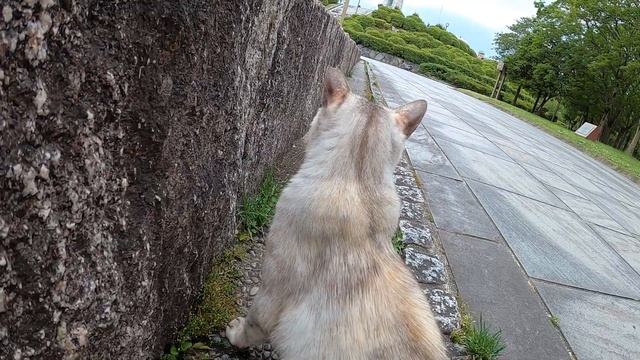 サバトラ猫がハトを狩ろうとする смотреть онлайн