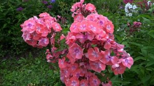 Флокс Сальмон Глоу ? обзор, описание, цветение, отзыв