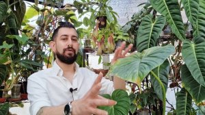 Philodendron pastazanum Review | 1.5 Years Later | Everything went wrong and Pest Galor
