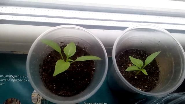 Сладкий перец сорта балконный желтый в комнатных условиях смотреть онлайн