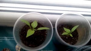 Сладкий перец сорта балконный желтый в комнатных условиях