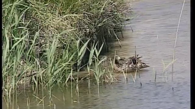 Диалоги о рыбалке -161- Ловля карпа. смотреть онлайн