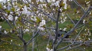 Как цветёт черевишня дюк .