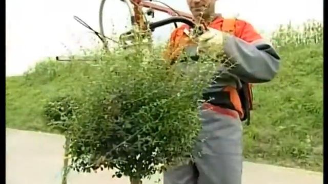 Машина для шаровидной обрезки Pazzaglia GP 60 смотреть онлайн