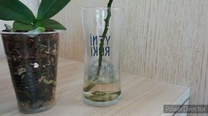 Детка Орхидеи на срезанном цветоносе!// Поставила цветонос орхидеи в воду и что получилось! ?