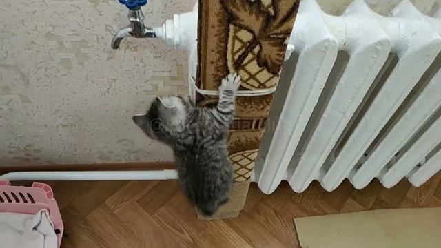 Котята элитных пород - kotomafia.club смотреть онлайн