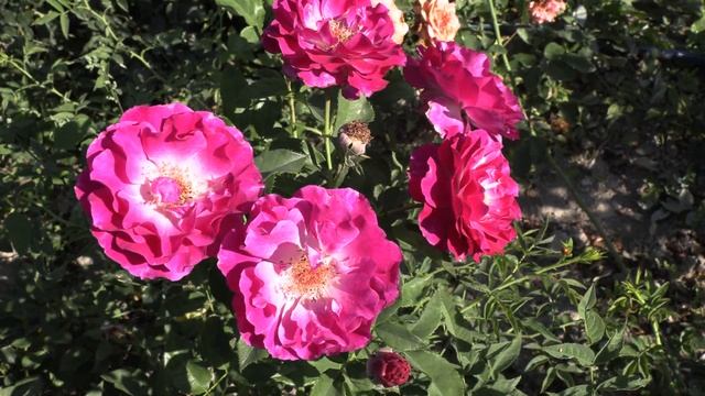 роза блю иден, питомник роз полины козловой, rozarium.biz смотреть онлайн