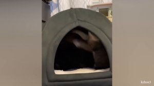 CATS AND DOGS Awesome Friendship - Funny Cat and Dog Vines COMBINATION