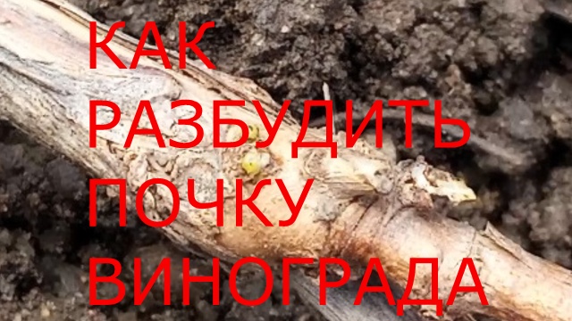 Как разбудить почку винограда.