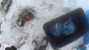 Охота на лису: делаем приваду.