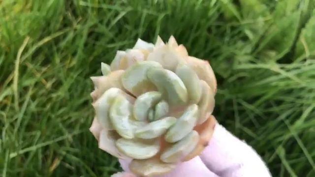 Echeveria Snow Shower смотреть онлайн